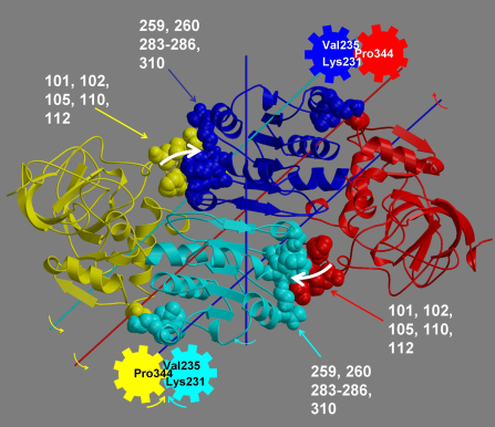 Cartoon representation of protein domain movement with hinge bending regions indicated