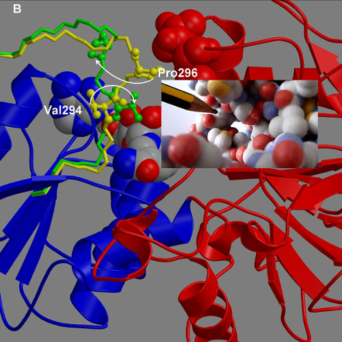 Cartoon and ball-and-stick representation of protein domain movement with superposed 3D image